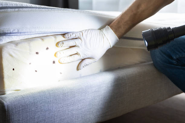 Best Emergency Pest Control  in Woodville, AL