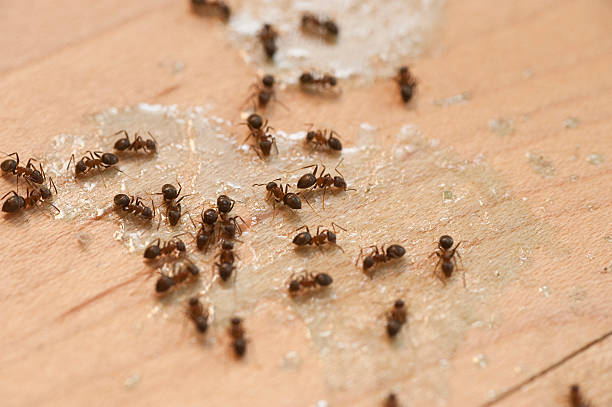 Best Exterminator Services  in Woodville, AL