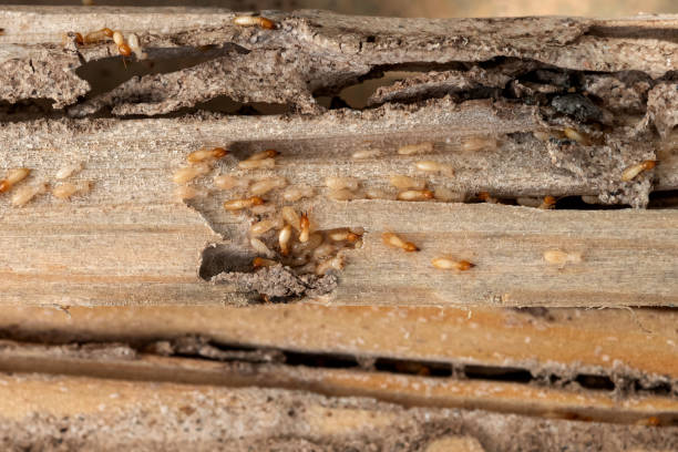 Best Commercial Pest Control Services  in Woodville, AL