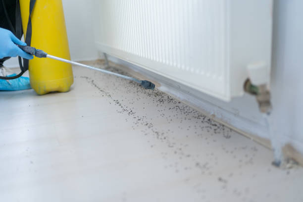 Best Local Pest Control Services  in Woodville, AL